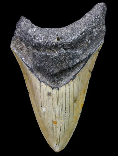 Bargain, Fossil Megalodon Tooth - North Carolina #80085